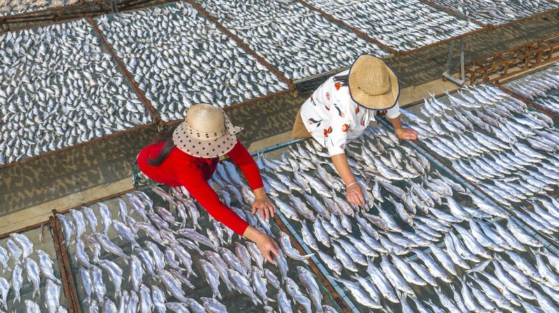 Sun_Drying_Fish__Traditional_Practices_Thrive_in_Jiangsu_s_Sunny_Days