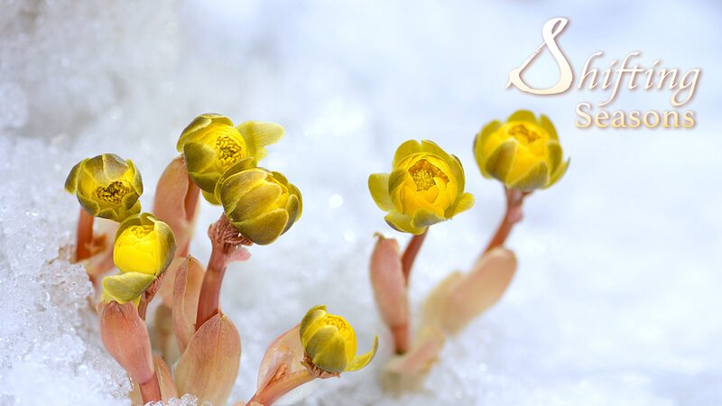Sunflowers_Amidst_Ice__The_Resilient_Blooms_of_Xingkai_Lake - My Global News: Voices of a New Era Sunflowers_Amidst_Ice__The_Resilient_Blooms_of_Xingkai_Lake