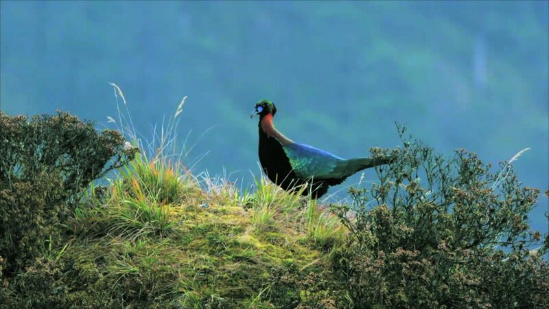 Survival Secrets of the Hengduan Mountains Revealed Survival_Secrets_of_the_Hengduan_Mountains_Revealed video poster