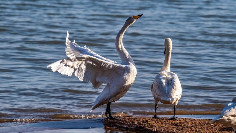 Swan_Spectacle__Thousands_of_Whooper_Swans_Grace_Shengtian_Lake_This_Winter_poster - My Global News: Voices of a New Era Swan_Spectacle__Thousands_of_Whooper_Swans_Grace_Shengtian_Lake_This_Winter video poster