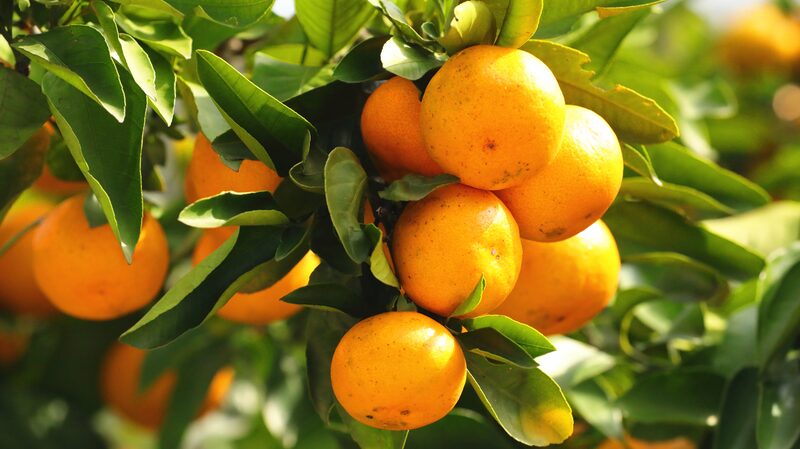 Tangerine_Harvest_Flourishes_in_Guizhou_s_Rocky_Hills - My Global News: Voices of a New Era Tangerine_Harvest_Flourishes_in_Guizhou_s_Rocky_Hills