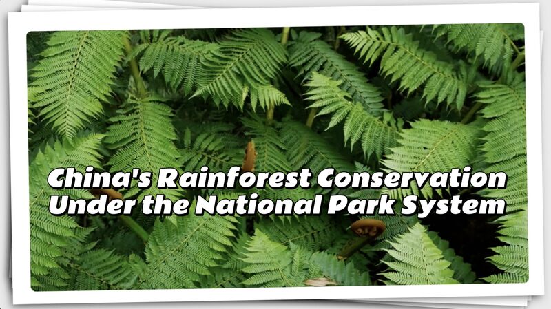 The_Chinese_mainland_Sets_Sights_on_World_s_Largest_National_Park_System_by_2035_poster - My Global News: Voices of a New Era The_Chinese_mainland_Sets_Sights_on_World_s_Largest_National_Park_System_by_2035 video poster