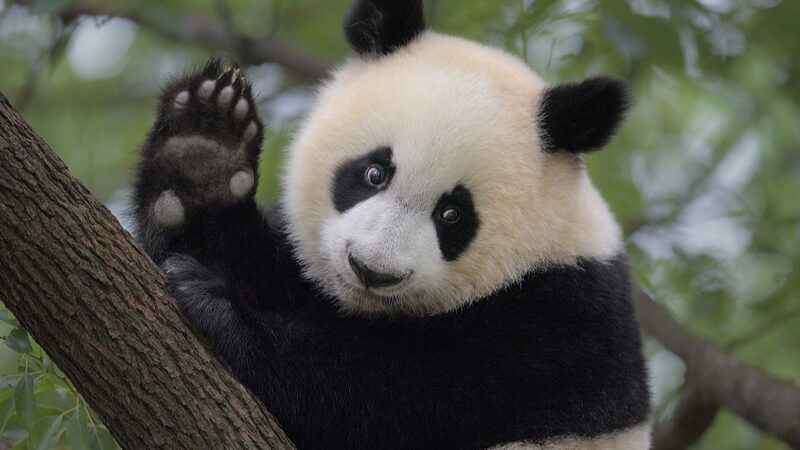 The_Chinese_mainland_s_Biodiversity_Boost__Rare_Species_See_Remarkable_Recovery