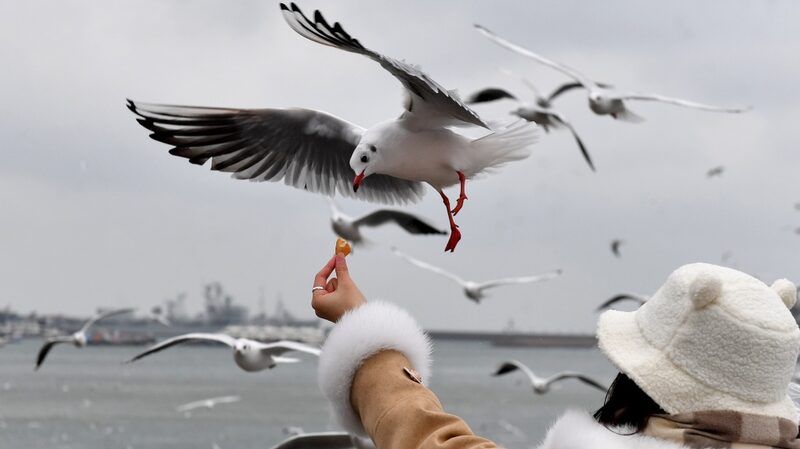 Thousands of Gulls Grace Qingdao Skies for Winter Spectacle Thousands_of_Gulls_Grace_Qingdao_Skies_for_Winter_Spectacle