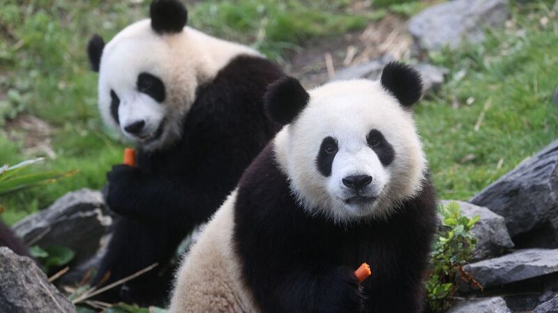 Three Giant Pandas to Return to China from Belgian Zoo in 2024 Three_Giant_Pandas_to_Return_to_China_from_Belgian_Zoo_in_2024