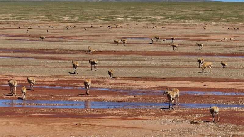 Tibetan_Antelopes_Embark_on_Journey_to_Return_Home