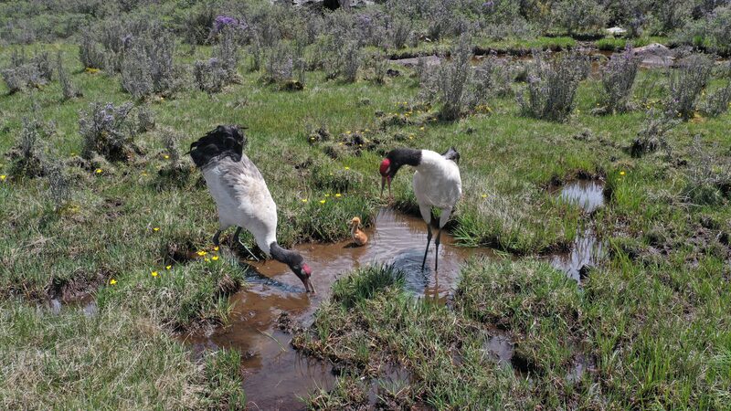 Tibetan Photographer Captures Black-Necked Cranes’ Sky Dances on Qinghai-Tibet Plateau Tibetan_Photographer_Captures_Black_Necked_Cranes__Sky_Dances_on_Qinghai_Tibet_Plateau video poster