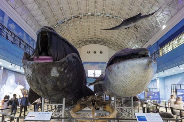 Tourism Boom at Dalian Natural History Museum Tourism_Boom_at_Dalian_Natural_History_Museum
