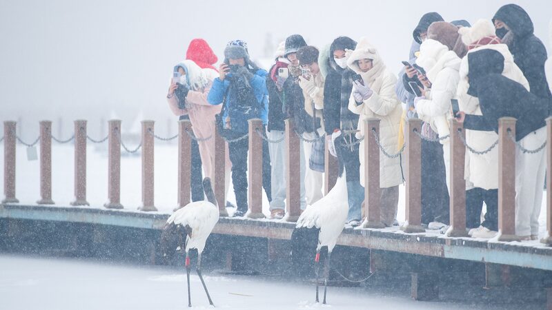 Tourists_Flock_to_Heilongjiang_s_Zhalong_Reserve_to_Witness_Majestic_Red_Crowned_Cranes - My Global News: Voices of a New Era Tourists_Flock_to_Heilongjiang_s_Zhalong_Reserve_to_Witness_Majestic_Red_Crowned_Cranes
