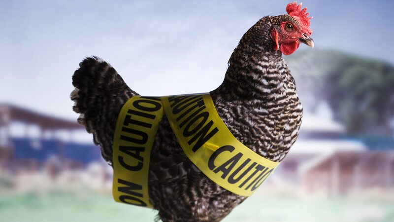 Triple_Avian_Influenza_Strains_Threaten_Australia_s_Poultry_Industry