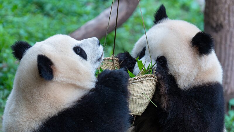 Twin_Panda_Cubs_Flourish_at_Chongqing_Zoo