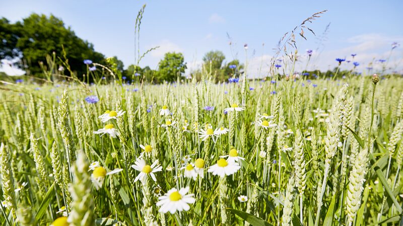 UN_Names_Astrid_Schomaker_as_New_Chief_to_Drive_Global_Biodiversity_Efforts