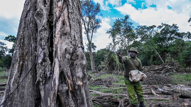 UN Selects 7 Global Initiatives to Lead Ecosystem Restoration Efforts UN_Selects_7_Global_Initiatives_to_Lead_Ecosystem_Restoration_Efforts