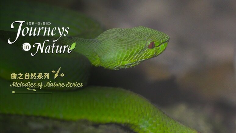 Unlocking_the_Night___Melodies_of_Nature__Ep__3_Reveals_Xishuangbanna_s_Hidden_Sounds video poster