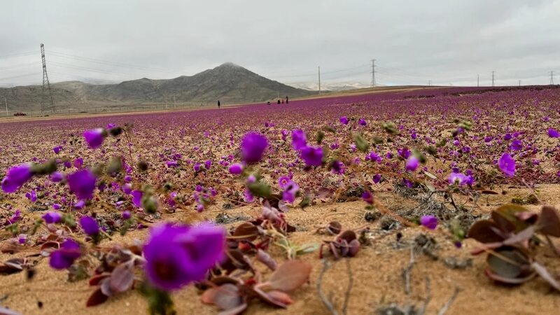Unusual_Rain_Spurs_Early_Bloom_in_Atacama_Desert_s__Desert_Flower__Phenomenon