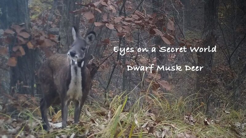 Unveiling_Dwarf_Musk_Deer_Mysteries__Foaming_Behavior_Decoded_by_Secret_Cameras_poster - My Global News: Voices of a New Era Unveiling_Dwarf_Musk_Deer_Mysteries__Foaming_Behavior_Decoded_by_Secret_Cameras video poster