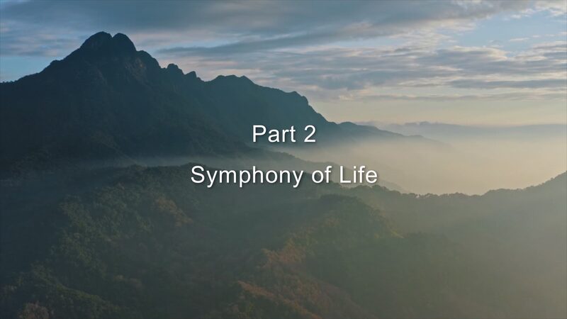Unveiling Hainan’s Rainforest: A Year-Round Symphony of Survival and Hope Unveiling_Hainan_s_Rainforest__A_Year_Round_Symphony_of_Survival_and_Hope video poster