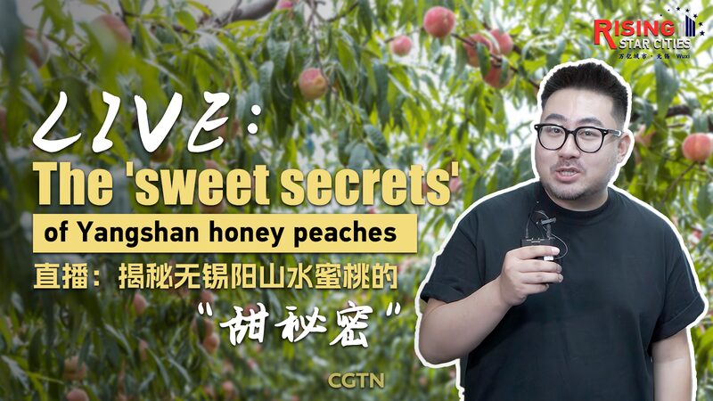 Unveiling_the_Sweet_Secrets_of_Yangshan_s_Honey_Peaches video poster