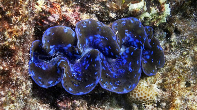 Unveiling the Vibrant World of Giant Clams Unveiling_the_Vibrant_World_of_Giant_Clams