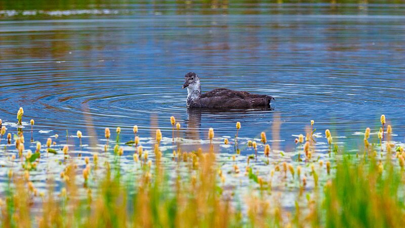 Vibrant_Breeding_Season__Migratory_Birds_Thrive_at_Gahai_Lake_Wetland video poster