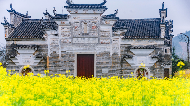 Vibrant_Rapeseed_Blooms_Transform_Jiangxi_s_Ancient_Xiahu_Village - My Global News: Voices of a New Era Vibrant_Rapeseed_Blooms_Transform_Jiangxi_s_Ancient_Xiahu_Village