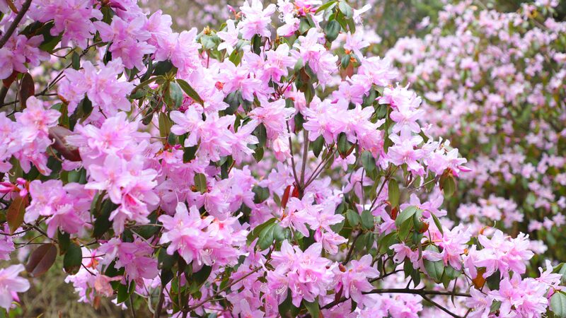 Vibrant_Wild_Azaleas_Illuminate_Mount_Fanjing_During_Qingming_Festival - My Global News: Voices of a New Era Vibrant_Wild_Azaleas_Illuminate_Mount_Fanjing_During_Qingming_Festival