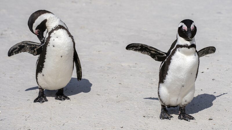 WWF_Report__Africa_s_Wildlife_Down_76__Since_1970 - My Global News: Voices of a New Era WWF_Report__Africa_s_Wildlife_Down_76__Since_1970