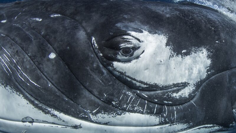 Whale_Songs_Mirror_Human_Language_Patterns__Study_Reveals