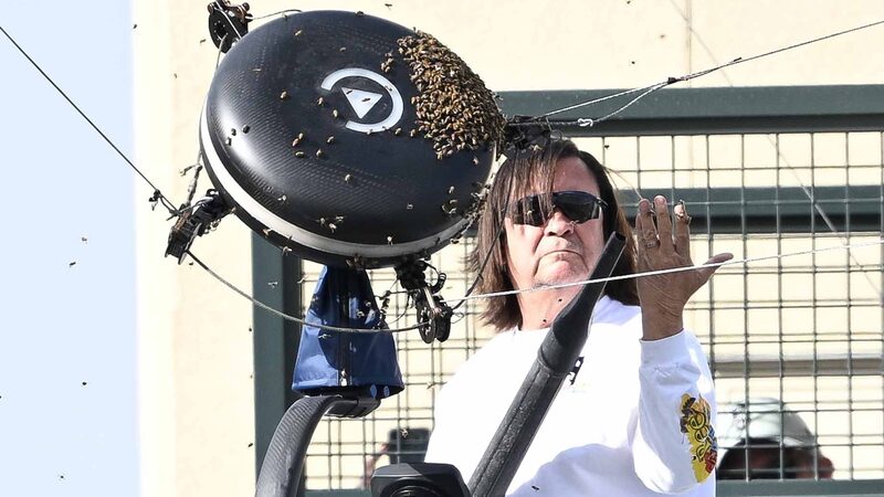 When Bees Invade: Alcaraz-Zverev Clash Takes Unexpected Twist When_Bees_Invade__Alcaraz_Zverev_Clash_Takes_Unexpected_Twist