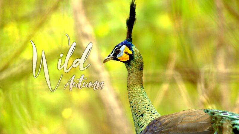 Wild_Autumn__The_Majestic_Dragon_Bird_of_Yunnan video poster