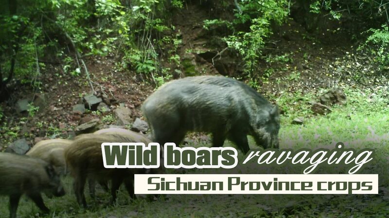 Wild_Boars_Threaten_Crops_in_Sichuan_s_Tongjiang_County_poster - My Global News: Voices of a New Era Wild_Boars_Threaten_Crops_in_Sichuan_s_Tongjiang_County video poster