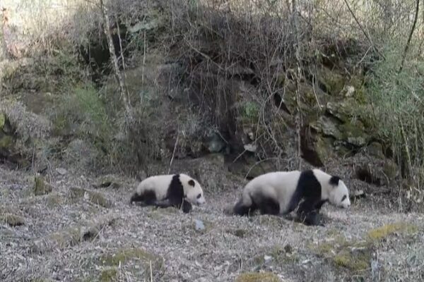Wild_Giant_Pandas_Roam_Freely_in_Shaanxi_s_Changqing_Reserve video poster