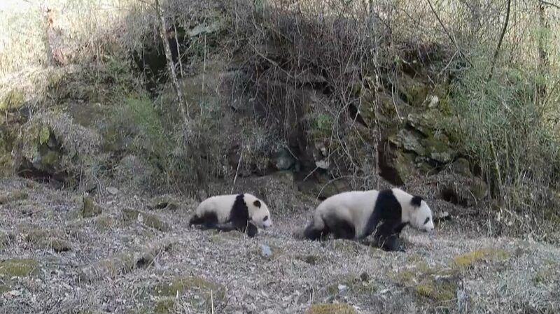 Wild_Giant_Pandas_Roam_Freely_in_Shaanxi_s_Changqing_Reserve video poster