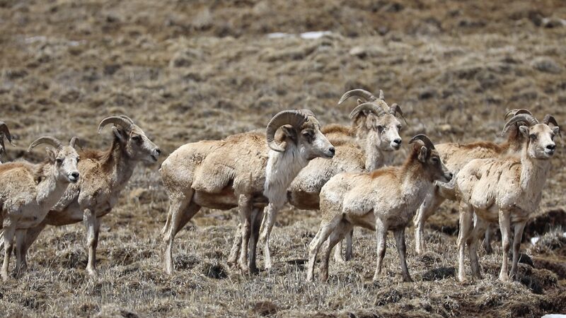 Wild_Tibetan_Argali_Spotted_Again_in_Sichuan_s_Shiqu_County video poster