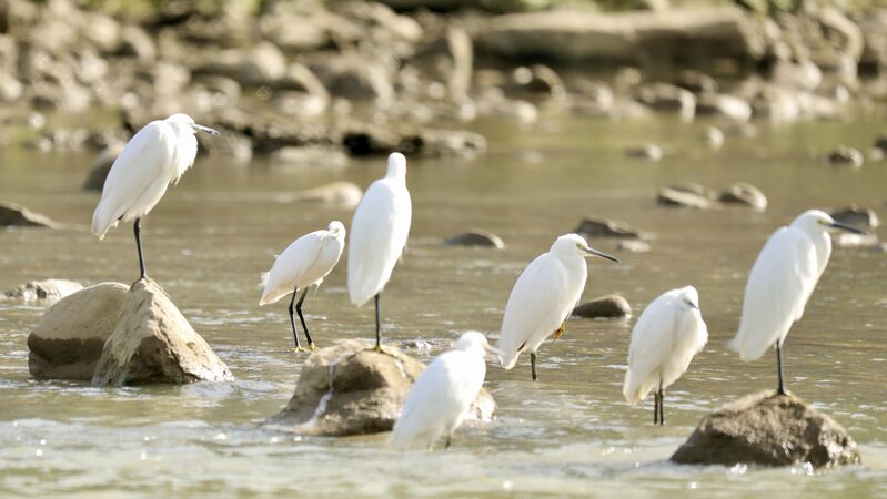 Winter_Visitors__Egrets_and_Gray_Herons_Flock_to_Yinjiang_s_Scenic_Waters - My Global News: Voices of a New Era Winter_Visitors__Egrets_and_Gray_Herons_Flock_to_Yinjiang_s_Scenic_Waters