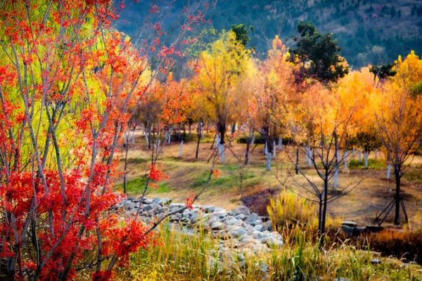 Winter Wonderland: Anhui Botanical Garden Transforms into a Vibrant Canvas Winter_Wonderland__Anhui_Botanical_Garden_Transforms_into_a_Vibrant_Canvas