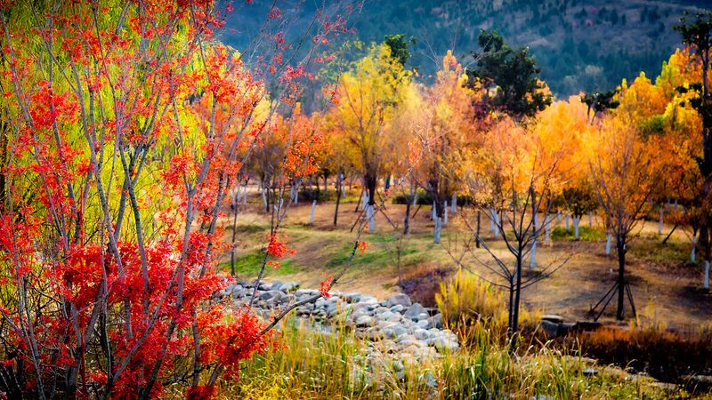 Winter_Wonderland__Anhui_Botanical_Garden_Transforms_into_a_Vibrant_Canvas