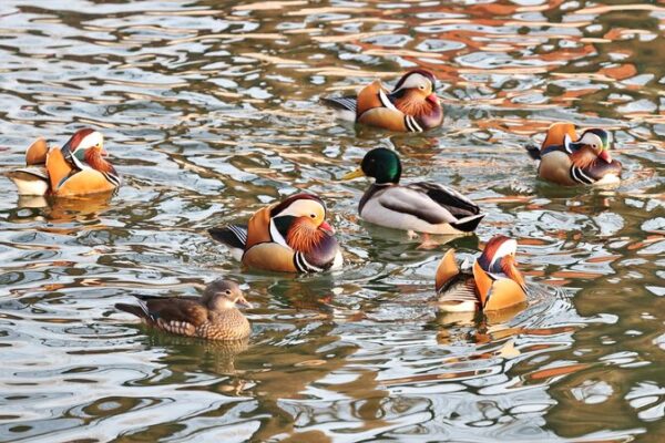 Winter Wonderland: Waterfowl Bring Life to Icy Beijing Lake Winter_Wonderland__Waterfowl_Bring_Life_to_Icy_Beijing_Lake