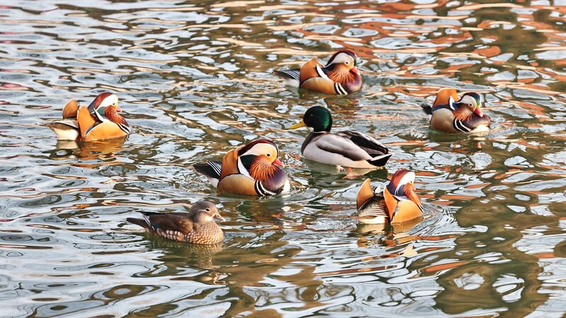 Winter_Wonderland__Waterfowl_Bring_Life_to_Icy_Beijing_Lake