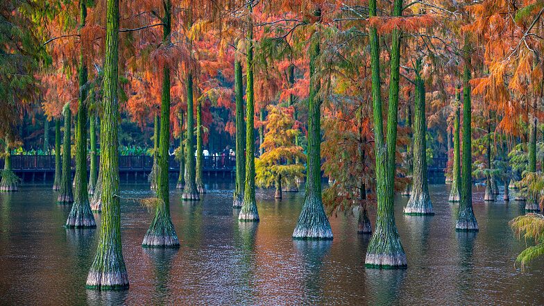 Winter_Wonderland__Wuhan_s_Zhangdu_Lake_Wetlands_Illuminate_in_Fiery_Colors - My Global News: Voices of a New Era Winter_Wonderland__Wuhan_s_Zhangdu_Lake_Wetlands_Illuminate_in_Fiery_Colors