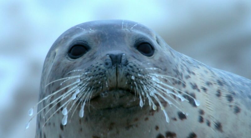 Winter’s Cutest Surprise: Spotted Seal Pups Thrive in China’s Liaodong Bay Winter_s_Cutest_Surprise__Spotted_Seal_Pups_Thrive_in_China_s_Liaodong_Bay video poster