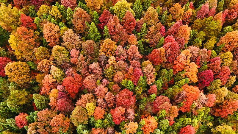 Winter’s Kaleidoscope: Shazipo Town’s Vibrant Guizhou Forest at Its Peak Winter_s_Kaleidoscope__Shazipo_Town_s_Vibrant_Guizhou_Forest_at_Its_Peak video poster