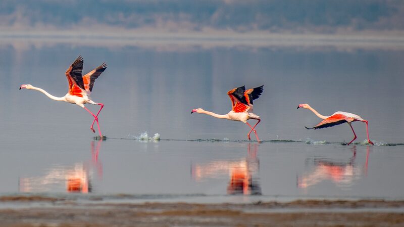 Winter_s_Wings__Flamingos_Illuminate_Yuncheng_Salt_Lake_in_Shanxi