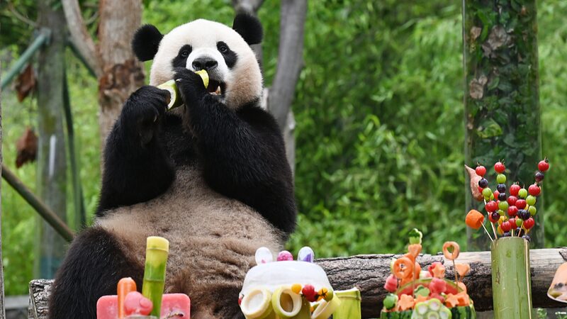 Wolong_s_Giant_Pandas_Celebrate_Joyful_Birthday_Season_with_Special_Treats