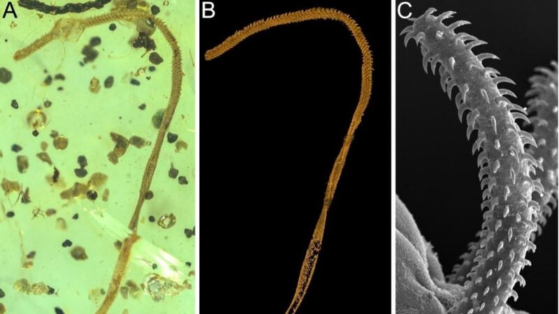 World_s_First_Tapeworm_Body_Fossil_Unearthed_in_100_Million_Year_Old_Amber