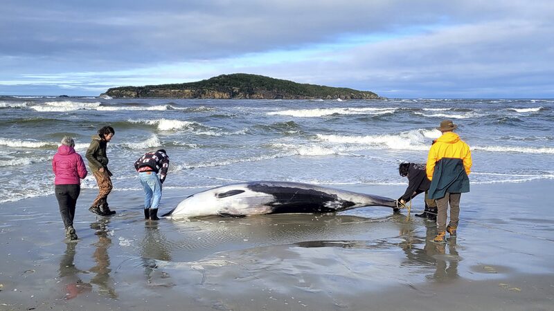 World_s_Rarest_Whale_Washes_Up_on_New_Zealand_s_Otago_Beach