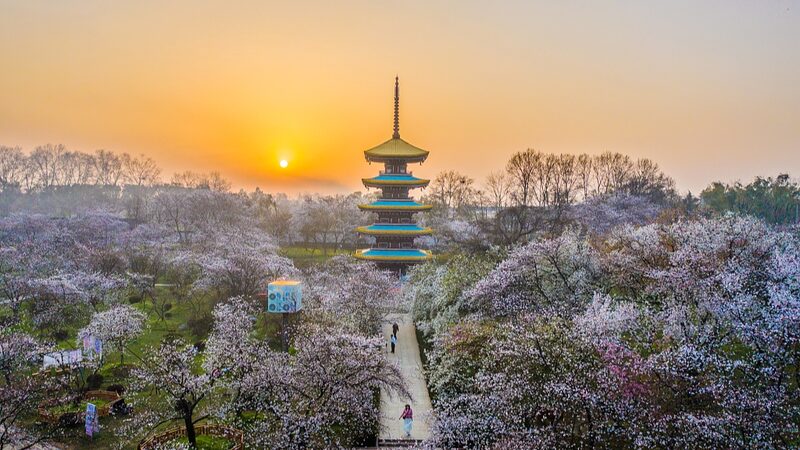 Wuhan_s_Donghu_Moshan_Cherry_Blossom_Park_Blooms_in_Spring_Splendor - My Global News: Voices of a New Era Wuhan_s_Donghu_Moshan_Cherry_Blossom_Park_Blooms_in_Spring_Splendor