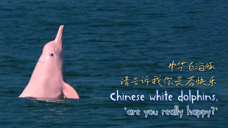 Xiamen_s_Battle_to_Protect_China_s_Endangered_White_Dolphins video poster