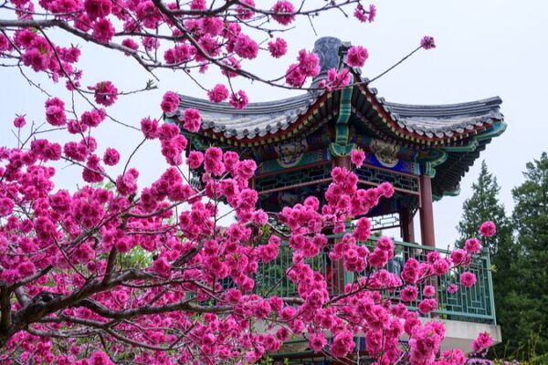 Xiangshan_Park_in_Beijing_Blooms_Vibrantly_This_Spring