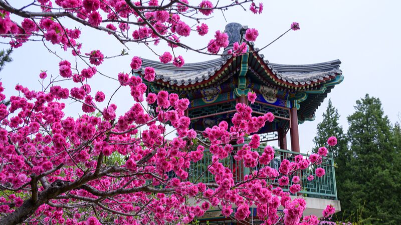 Xiangshan_Park_in_Beijing_Blooms_Vibrantly_This_Spring - My Global News: Voices of a New Era Xiangshan_Park_in_Beijing_Blooms_Vibrantly_This_Spring